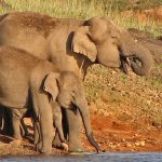 Olifanten in Periyar Nationaal Park